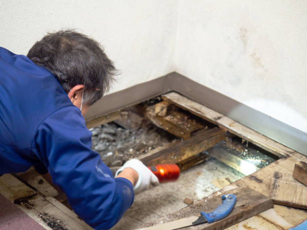 Best Mold Testing and Inspection Services in Davis Junction, IL