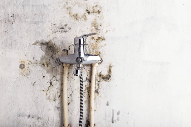 Best Mold Testing and Inspection Services in Davis Junction, IL