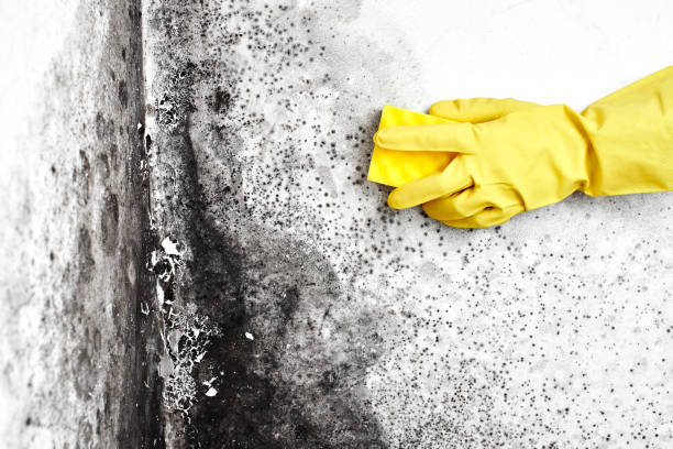 Best Residential Mold Remediation in Davis Junction, IL