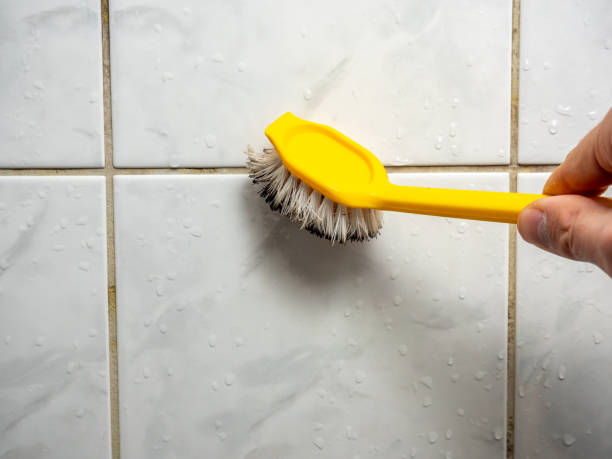 Professional Mold Remediation in Davis Junction, IL
