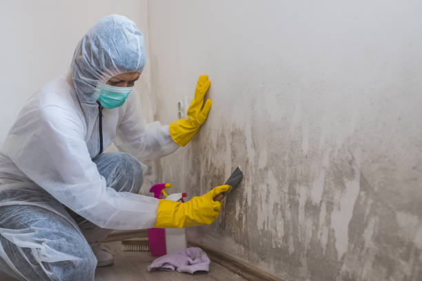 Best DIY Mold Remediation Support Services in Davis Junction, IL