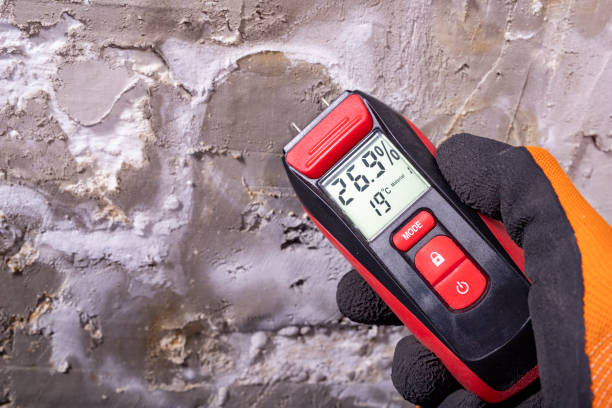 Best Mold Remediation for Schools in Davis Junction, IL