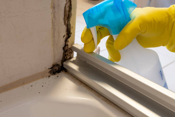 Best Health and Safety Mold Remediation in Davis Junction, IL